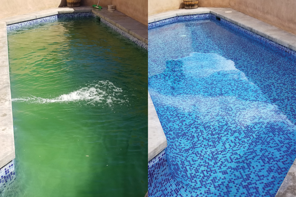 Green to Clean pool recovery service in North Texas removing algae from swimming pool
