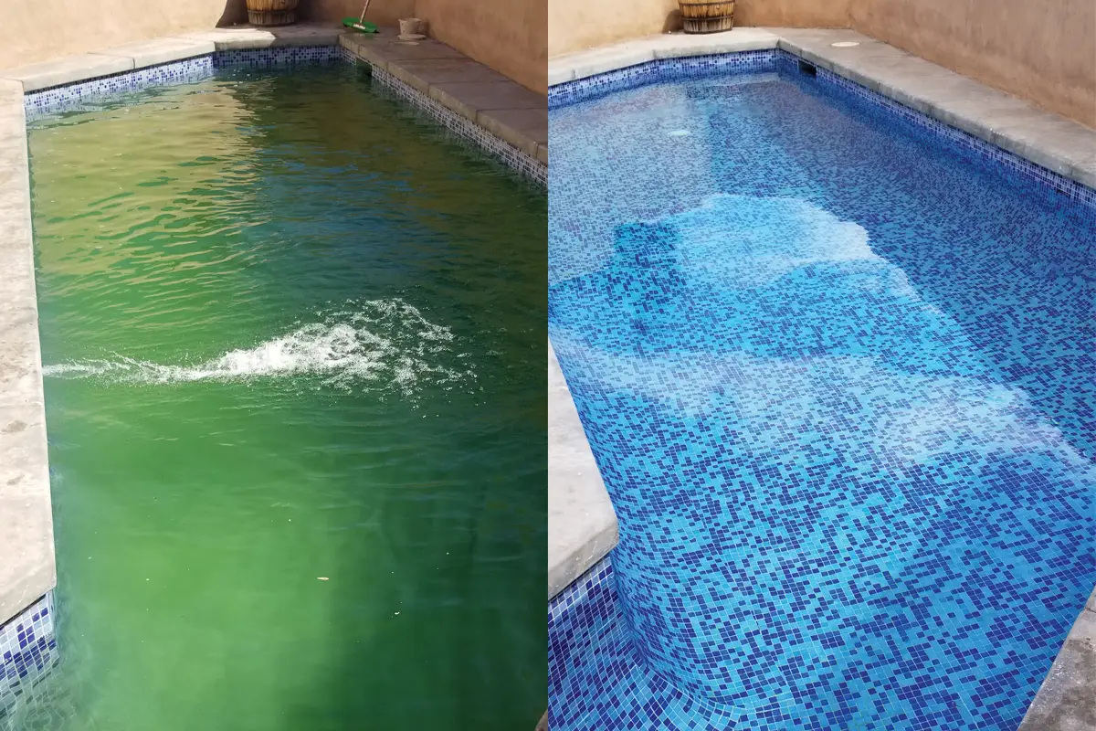 Green to Clean pool recovery service in North Texas removing algae from swimming pool