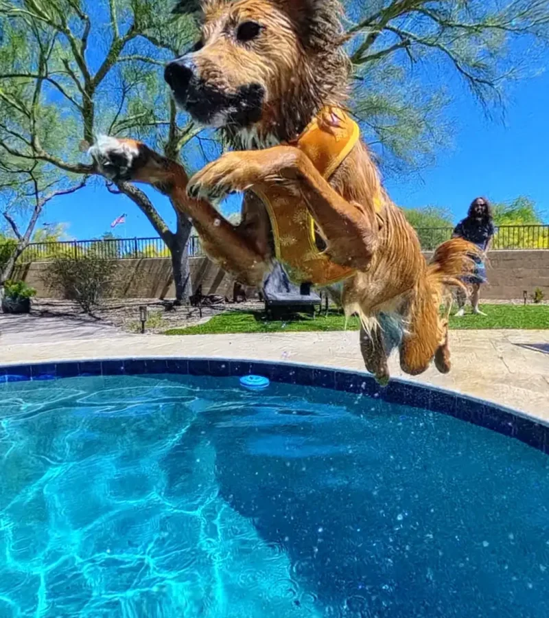Dog leaping into a backyard swimming pool